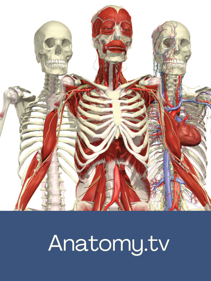 Anatomical pictures of human bodies. Anatomy.tv - click to access